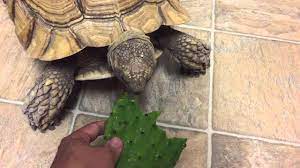 There are many kinds of prickly pear that span. Sulcata Tortoise Eating A Prickly Pear Cactus Pad Youtube