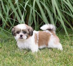 Toy poodle puppies for adoption in kentucky. Kc Shih Tzu Puppies For Sale Online Shopping
