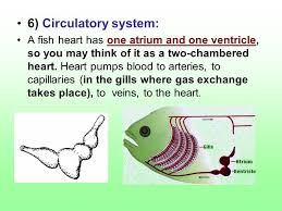 R = heart is two chambered in crocodiles. Characteristics 1 Skeleton Made Up Of Bone 2 Lungs Early Bony Fish Or Swim Bladder Present 3 Scales Cover Body Protection And Reduce Water Resistance Ppt Download