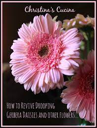 How To Revive Gerbera Daisies Gerbera Daisy Gerbera Gerbera Plant
