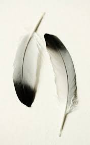 Black And White Spotted Bird Feather Beautiful Feathers Black And White Aesthetic White Aesthetic Feather