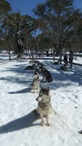 Sled Dog Races Dinner Plain East Gippsland Photo By Carin Dog Sledding Victoria Australia Australia Living