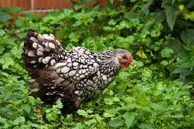 Underlying the colours of laced wyandottes are a few well known colour genes. Wyandotte Chicken Breed Guide Everything You Should Know