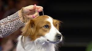 Overall, nederlandse kooikerhondje is a healthy breed. Nederlandse Kooikerhondje 2018 National Dog Show Sporting Group Nbc Sports