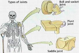Human Body Joints Healthy Blog Body Joints Human Body Musculoskeletal System
