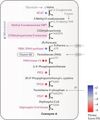 Coq10 acts as an antioxidant, which protects cells from damage and plays an important part. Coenzyme An Overview Sciencedirect Topics