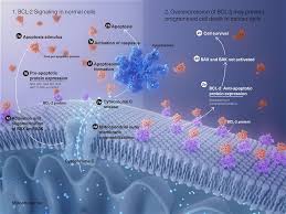 Image result for BCL2 Inhibitor