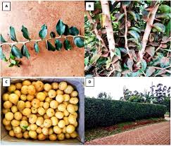 Image result for Dovyalis zeyheri