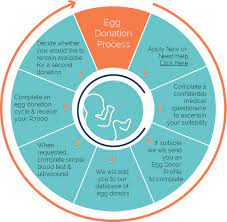 Though knowing you are making a difference in someone's life can make you feel warm and fuzzy inside and is payment enough, there is also a good payday that comes with being able to go. How Does The Egg Donation Process Work Egg Donation Cape Fertility