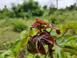 Image result for Jatropha curcas