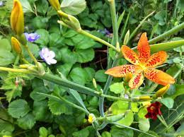 Explore a snippet of one of seattle's favorite neighborhoods wallingford. Plant Talk