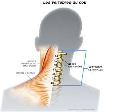 Los huesos cervicales (las vértebras) son más pequeños que las demás vértebras espinales. Les Douleurs Cervicales Ou Cervicalgies Comprendre Et Soulager Cervi Care