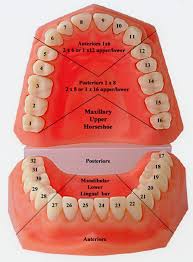 diagram of teeth numbers tooth chart showing anterior and