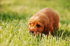 Why do they do it? Why Do Dogs Eat Grass Dogs Eating Grass Your Dog Dog Eating