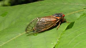 Here's what professionals say can be done 15 states will likely see cicadas emerge in large numbers this summer There Will Be Billions Some Cicadas Are Emerging Now But In 2021 The Real Fun Begins Wjla