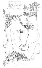 Image result for Lefebvrea longipedicellata