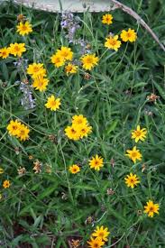 Image result for Zeuxine elongata