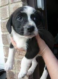 Border Collie Mix Puppies For Sale In San Antonio Texas Classified Americanlisted Com