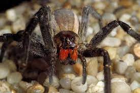 What do you know i'm sure sometimes this happens, but it's not a reason for women to not take viagra. Brazilian Wandering Spider Top 10 Things You Need To Know About World S Deadliest Spider Mirror Online