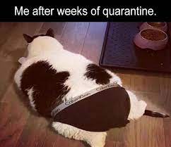 2020 Wrap Up Best Animal Memes Of The Year 100 Memes In 2021 Funny Cat Pictures Cat Memes Funny Cat Memes