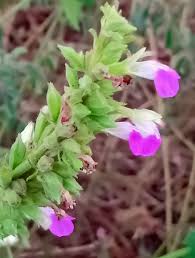 Image result for Dicoma capensis