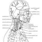 Add these free printable science worksheets and coloring pages to your homeschool day to reinforce science knowledge and to add variety and fun. Human Body Coloring Nature