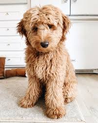 Mini doodles have wavy to curly hair and can be black, copper, white, cream, golden, apricot and red. Types Of Goldendoodle Colors Goldendoodle Puppy Goldendoodle Mini Goldendoodle Puppies