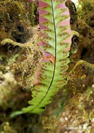 Image result for Lellingeria