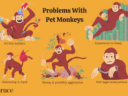 Problems With Keeping A Pet Monkey