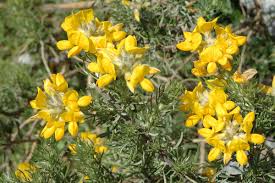 Image result for Adenocarpus