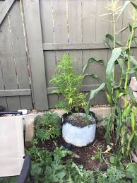 The flowering stage requires cooler temperatures, so keep it around 64°f to 78°f. When Do Outdoor Plants Start To Flower In California