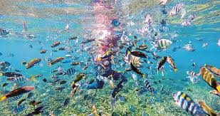 Jabatan taman laut malaysia ialah sebuah jabatan di bawah kementerian air, tanah dan sumber asli malaysia. Malaysia Kaya Spesies Marin