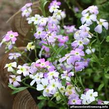 Image result for Malcolmia maritima