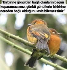Pin By El Sanatlarina Atilan Imza On Edebiyat In 2020 Animals Bird