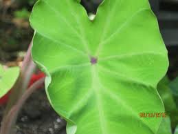 Image result for Olax pentandra