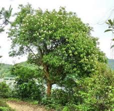 Image result for Tristachya superba