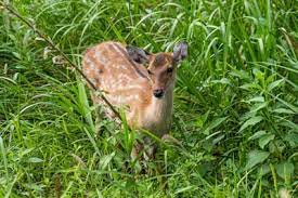 Natürlich gibt es immer wieder als hausmittel deklarierte tipps, wie man algen bekämpfen kann. So Vertreiben Sie Rehe Aus Dem Garten Gartenlexikon De