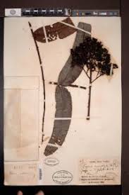 Image result for Zanthoxylum gilletii