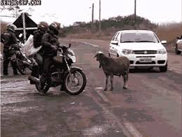 Epic fail pictures funny fails google gif gif collection cameras motorcycles gifs wheels forget. Senor Gif Motorcycle Page 5 Greatest Gifs Of All Time Pronounced Gif Or Jif Cheezburger