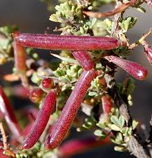 Image result for Indigofera circinella