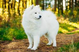 Don't miss out on the current valentine. Samoyed Dog Breed Information
