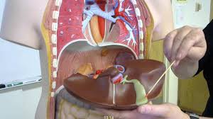 A different piece of art, with a modern view of a vintage anatomy print. Digestive System Organs And Structures Of The Torso Anatomical Model For Practical Exam Youtube