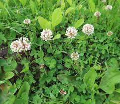 Image result for Teramnus repens