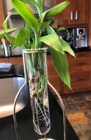 Can Lucky Bamboo Grow In Water Here S