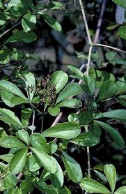 Image result for Ampelocissus obtusata