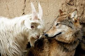 The Wolf And A Goat Is An Unlikely Duo Odd Animal Couples Unusual Animal Friends Unlikely Friends