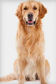 داشتن یه سگ باهوش آرزوی خیلی از علاقه مندان به سگهاست و خیلی ها موقعی که میخوان سگ بگرین، اول به هوش سگ توجه میکنن.در این ویدیو با ما همراه باشید تا باهوش ترین سگ های دنیا رو بهتون معرفی کنیم. Ù†Ú˜Ø§Ø¯Ø³Ú¯ Ù…ÛŒÚ¯ Ù…ÛŒÚ¯ Ù¾Øª ÙØ±ÙˆØ´Ú¯Ø§Ù‡ Ù¾Øª Ø´Ø§Ù¾ Ù„ÙˆØ§Ø²Ù… Ø­ÛŒÙˆØ§Ù†Ø§Øª Ø®Ø§Ù†Ú¯ÛŒ