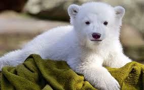 Polar bears are considered talented swimmers and can sustain a pace of six miles per hour by paddling with their front paws and holding their hind legs flat like a rudder. Baby Animals Polar Bears Wallpapers Hd Desktop And Mobile Backgrounds