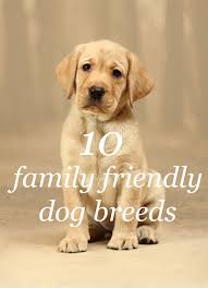These Are The Top 10 Family Friendly Dog Breeds Family Friendly Dogs Friendly Dog Breeds Top Dog Breeds