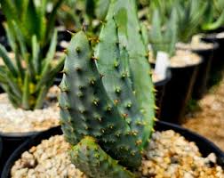 Image result for Aloe excelsa